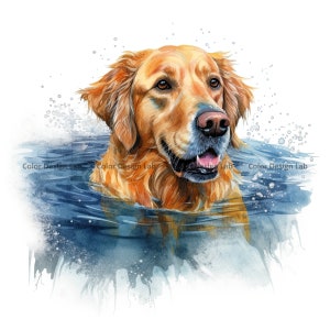 Golden Retriever natation Clipart, 8 PNG, aquarelle Golden Retriever, téléchargement numérique instantané, haute résolution pour une utilisation commune, fabrication de cartes, travaux manuels