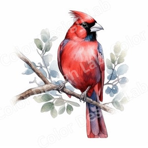 Ensemble de cliparts imprimable Cardinal rouge, 8 PNG haute résolution de l'oiseau, téléchargement numérique pour cartes, art mural, projets d'artisanat