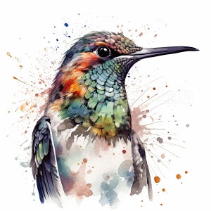 Colibri Clipart ensemble - 8 téléchargement numérique de colibri à plumes, haute résolution PNG, parfait pour l’artisanat, utilisation commerciale autorisée