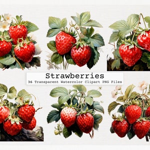 Strawberries Clipart Bundle Of 36 Quality Transparent Watercolor Png Digital Download Files Commercial License Download Strawberries Png