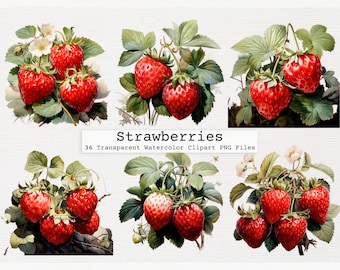 Strawberries Clipart Bundle Of 36 Quality Transparent Watercolor Png Digital Download Files Commercial License Download Strawberries Png