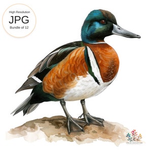Löffellöffel, Duck Wildlife Kunstwerk, hochauflösende Ente Druck, Vogel Illustration Digital Download, Natur Wandkunst, druckbare Ente