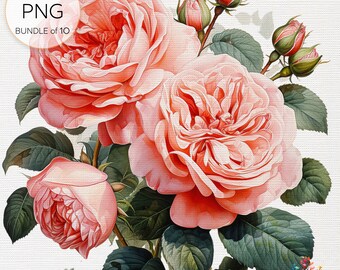 Vintage Heirloom Roses Clipart: Eleganckie romantyczne antyczne ilustracje róż idealne do tworzenia projektów scrapbookingowych Przezroczysty format PNG