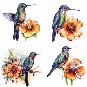 Colibri avec fleurs Clipart - 12 PNG de haute qualité - Colibri et téléchargement numérique floral parfait pour la fabrication de cartes, les invitations, l'artisanat