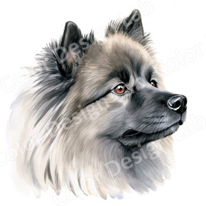 Pacote de clipart de Keeshond focado, download digital de Keeshond, conjunto de 8 imagens de arte de cachorro de alta resolução, impressões de arte de uso comercial