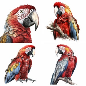 Scarlet Macaw Art Printable Clipart Bundle - Set of 8 PNG, Instant Digital Download, Commercial ...