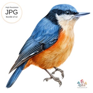 Picchio muratore dal petto rosso, Download digitale Bluebird, JPG ad alta risoluzione, Arte della parete naturale, Illustrazione di uccelli, Opere d'arte della fauna selvatica, Decorazioni stampabili