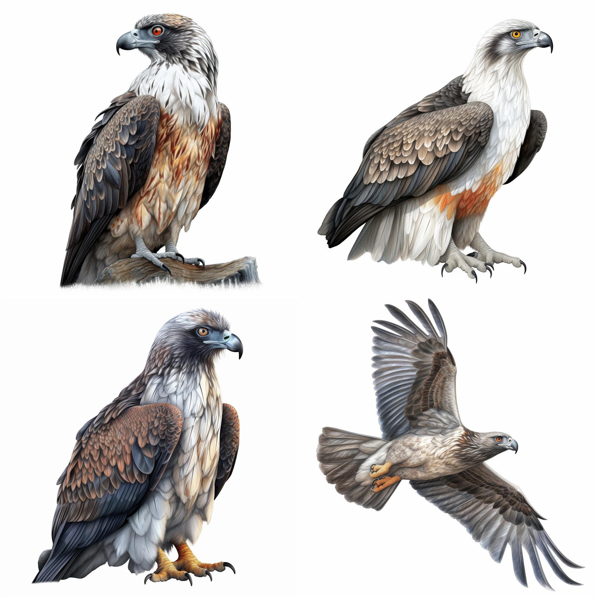 Osprey Bird Printable Clipart Bundle Set of 8 High-quality - Etsy