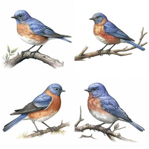 Eastern Bluebird Art Printable Clipart - Set of 8 High-quality Art PNG ...