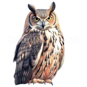 Great gehörnte Eule Clip Art - Set von 8 druckbare PNG, Lizenz für kommerzielle Nutzung, sofortiger digitaler Download, Qualitätsauflösung Art