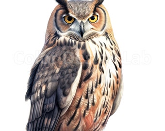 Great Horned Owl Clip Art - Set of 8 Printable PNG, Commercial Use License, Instant Digital Download, Quality Resolution Art