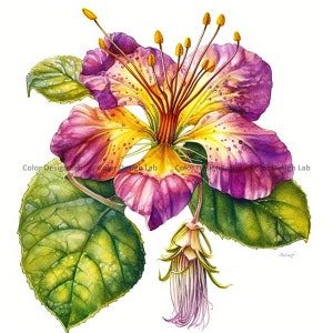 Kalachuchi Flower Clipart - 12 PNG High-resolution Kalachuchi Flowers ...