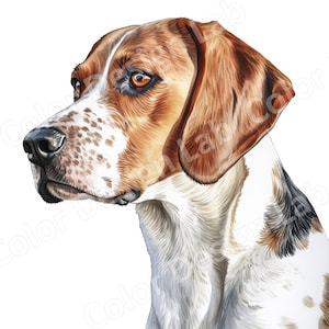 Curious Beagle Clipart conjunto de 8, imagens de cachorro Beagle de alta resolução, download digital, uso comercial, arte de cachorro para impressão