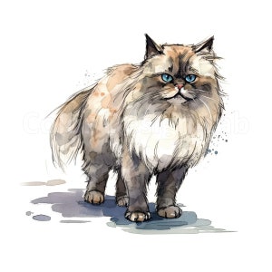 Image clipart chat himalayen, conception féline moelleuse dessinée à la main, fichier de race majestueuse élégant chat à poils longs PNG téléchargement numérique beauté aux yeux bleus