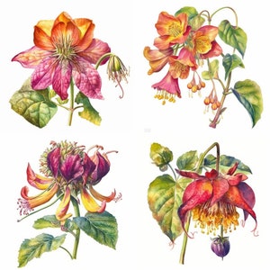 Kalachuchi Flower Clipart - 12 PNG haute résolution Kalachuchi Flowers, Digital Download, Perfect for Cards, Invitations, Wall Art & More