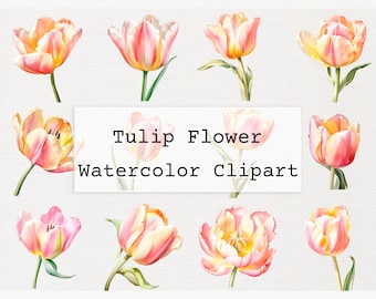 Tulip Flower Clipart Acuarela png Tulipanes Ramo Licencia Comercial Descargar PNG Acuarela Tulip Flower Clipart