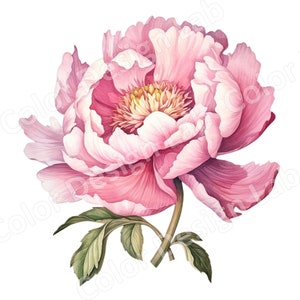 Pink Peony Clipart 8 High-resolution PNG Artwork Digital - Etsy