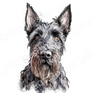 Sincère Scottish Terrier Clipart, ensemble de 8 images imprimables d'art de chien, licence commerciale, téléchargement numérique, terrier écossais haute résolution