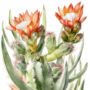 Blooming Cactus Clipart - lot de 8 PNG imprimable, téléchargement numérique de Cactus, Cactus aquarelle Art, usage Commercial, Images haute résolution