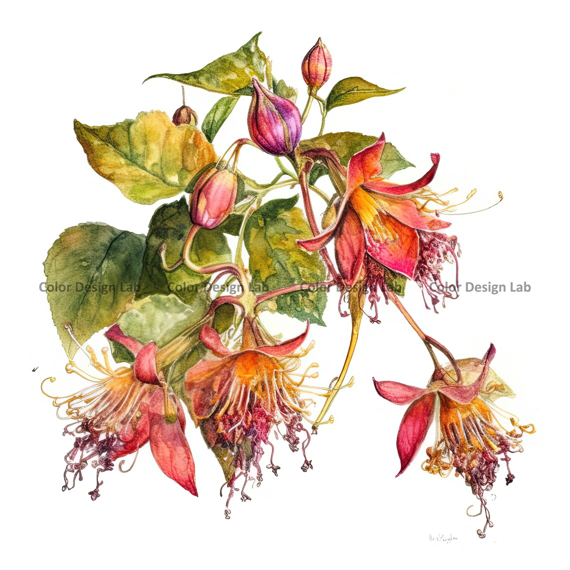 Kalachuchi Flower Clipart - 12 PNG High-resolution Kalachuchi Flowers ...