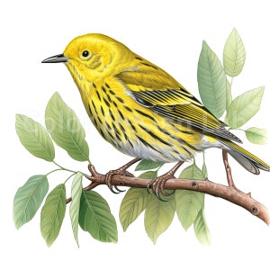 Yellow Warbler Clipart - 8 High-Res Printable Art PNG, Téléchargement numérique instantané, Licence commerciale pour un usage commercial