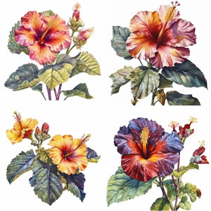 Hibiscus Flower Clipart - Ensemble de 12 PNG Floral de haute qualité - Téléchargement numérique - Parfait pour la fabrication de cartes, les invitations, l'art mural et l'artisanat