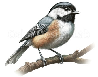 Black-capped Chickadee Digital Download Clipart - Set of 8 High Quality Artwork, Commercial License, Wall Art Printable PNG