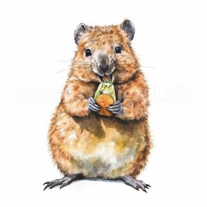 Happy Quokka Clipart Set - 8 druckbare PNG-Dateien, kommerzielle Lizenz, sofortiger digitaler Download, hochauflösende Bilder