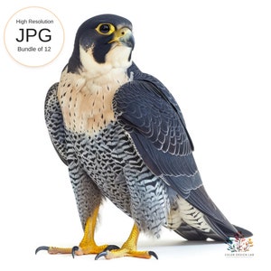 Puede incluir: Un primer plano de un halcón peregrino con patas amarillas y garras negras. El halcón tiene la espalda y las alas de color gris oscuro con marcas blancas y negras en el pecho y el vientre. El halcón está mirando hacia la derecha de la imagen.