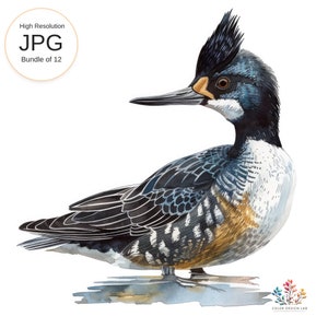 Hooded Merganser Duck Swimming in a Calm Pond Shower Curtain by William Krumpelman - Fine Art America