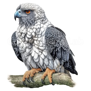 Imágenes Prediseñadas de águila arpía, juego PNG de arte de 8 piezas, descarga digital, licencia comercial, arte imprimible de alta calidad