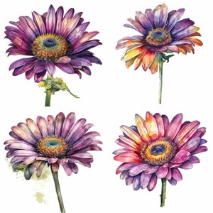 Daisy Flower Clipart - Ensemble de 12 PNG Floral de haute qualité - Téléchargement numérique - Parfait pour la fabrication de cartes, les invitations, l'art mural et l'artisanat