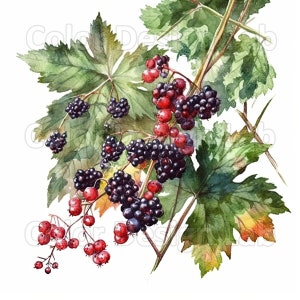 Hedgerow Bramble, Conjunto de 8 arte imprimible PNG, Hedgerow Bramble Watercolor Clipart, Descarga digital, Resolución de alta calidad, Uso comercial