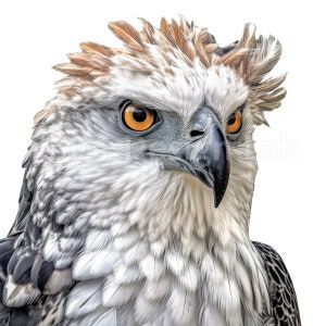 Harpy Eagle Clipart, 8-piece Art PNG Set, Digital Download, Commercial ...