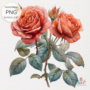 Roseraie vintage : 10 cliparts floraux détaillés aux couleurs vives, format PNG pour les journaux indésirables et le scrapbooking numérique