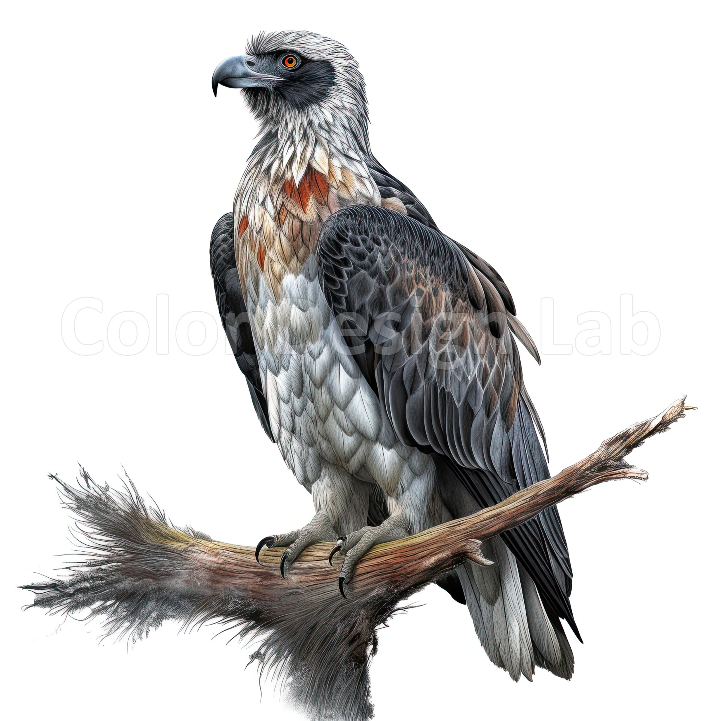 Osprey Bird Printable Clipart Bundle Set of 8 High-quality - Etsy
