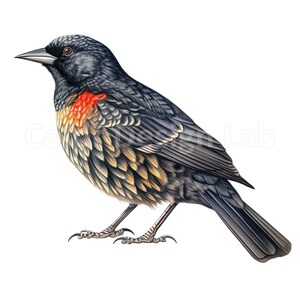 Red-winged Blackbird Clipart Bundle - 8 Art Printables, PNG, Digital ...