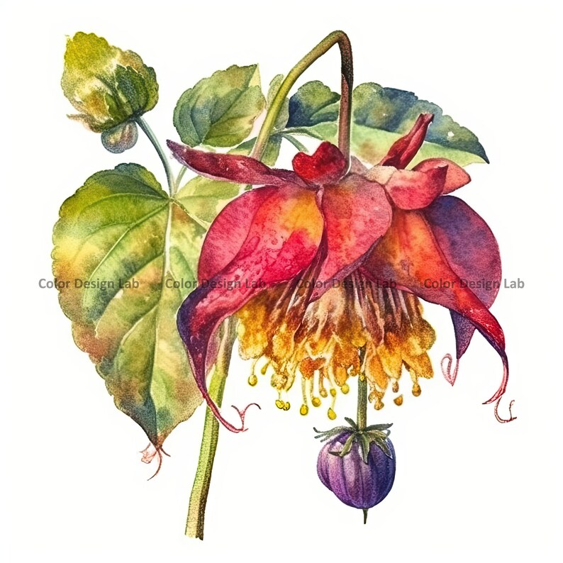 Kalachuchi Flower Clipart - 12 PNG High-resolution Kalachuchi Flowers ...