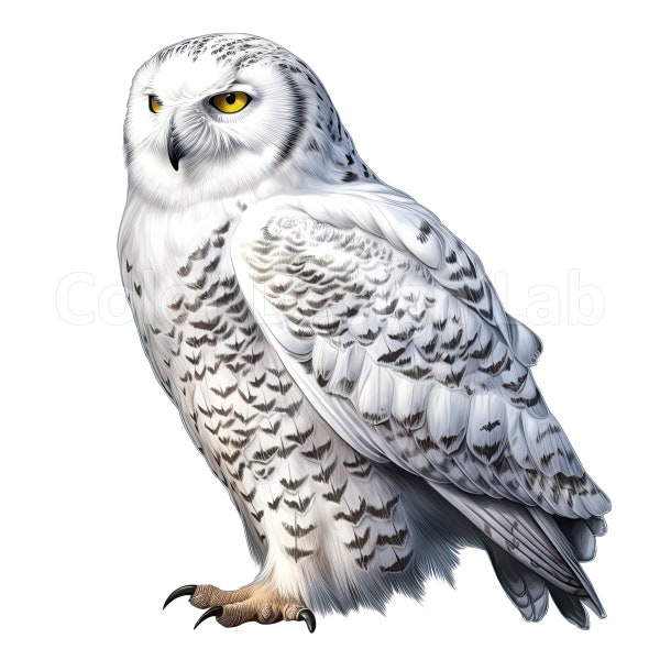 Snowy Owl Bundle - Set of 8 High-Resolution Snowy Owl Printable Clipart, Digital Download, Commercial Use Artwork