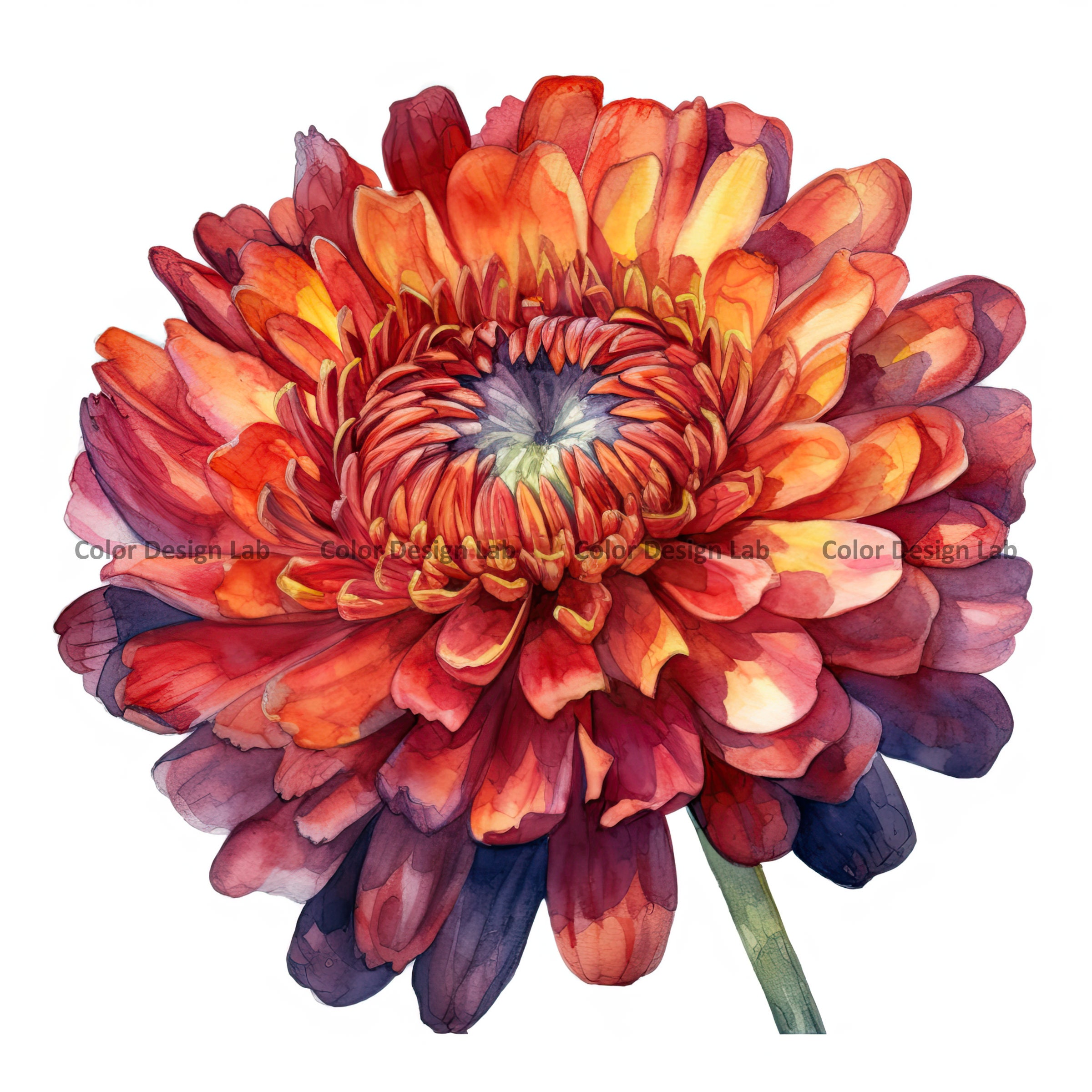 Mum Flower Clipart Set of 12 Highquality Chrysanthemum Etsy