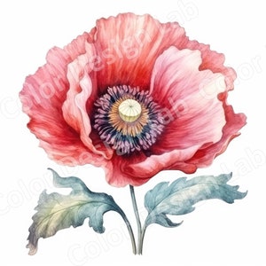 Mohn druckbare Wand Kunst Download, Mohn Set von 8 hochauflösende PNG Bilder, digitaler Download, Floral PNGs, kommerzielle Lizenz