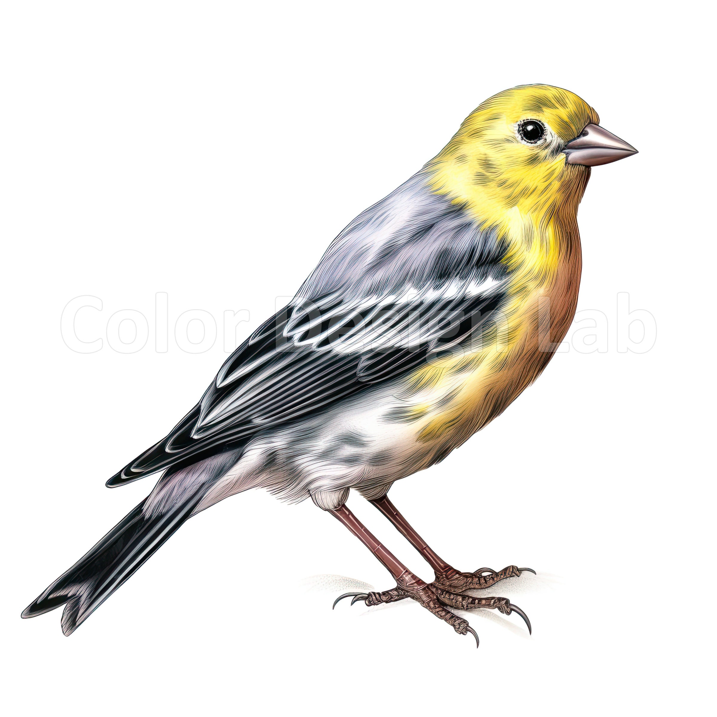 American Goldfinch Clipart Goldfinch Art Bundle of 8 Etsy