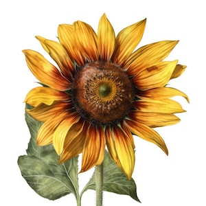 Rustikale Sonnenblume Clipart - 24 Hochwertige JPGs - Digitaler Download - Ideal für Kartengestaltung, Einladungen, Wandkunst und Kunsthandwerk