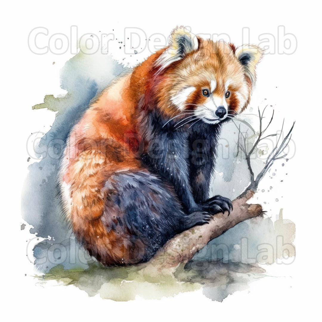 Red Panda Printable Clipart Set of 8 High-quality Red Panda - Etsy