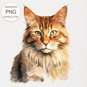 Braune Katze Clipart-Bild, handgezeichnetes pelziges Feline Design, erdige Töne Rasse-Datei, Schnurrhaar Haustier PNG, Reinrassige digitaler Download