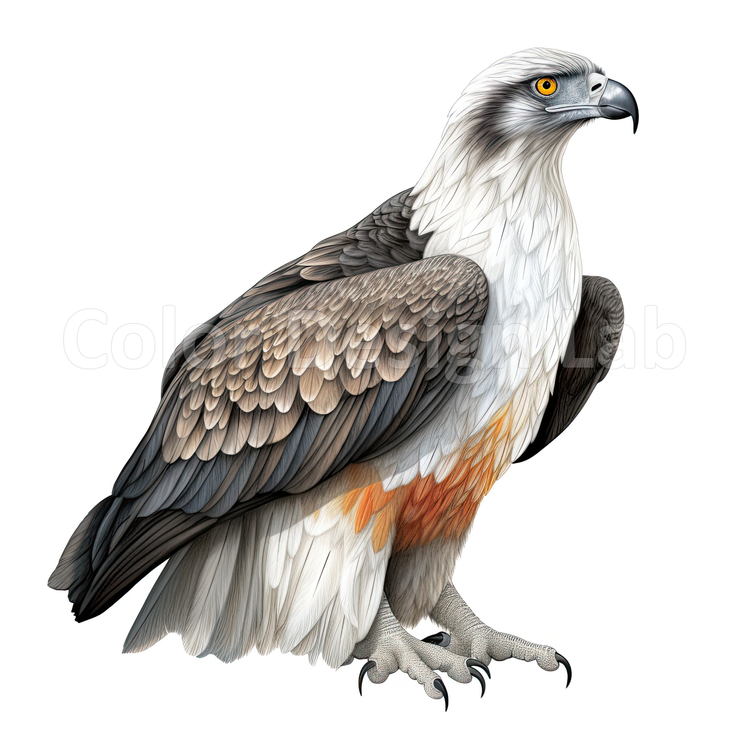 Osprey Bird Printable Clipart Bundle Set of 8 High-quality - Etsy