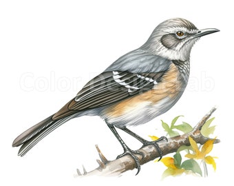 May include: A gray and brown bird with white markings perched on a branch with yellow flowers. The bird has a long tail and a pointed beak.