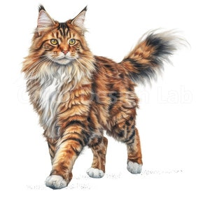 Maine Coon Cat Clipart Set - 8 Illustrations haute résolution, Téléchargement numérique, Licence commerciale, Wall Art Printable PNG