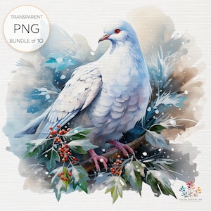 Clipart Noël colombe, belle colombe de la paix, colombe de Noël aquarelle, techniques mixtes, créations numériques en papier, sublimation, usage Commercial PNG