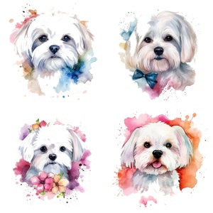 Diseño de imágenes prediseñadas maltesas, retrato de perro de juguete dibujado a mano, ilustración de pelo largo y sedoso, arte de razas pequeñas y animadas, arte de perro faldero adorable
